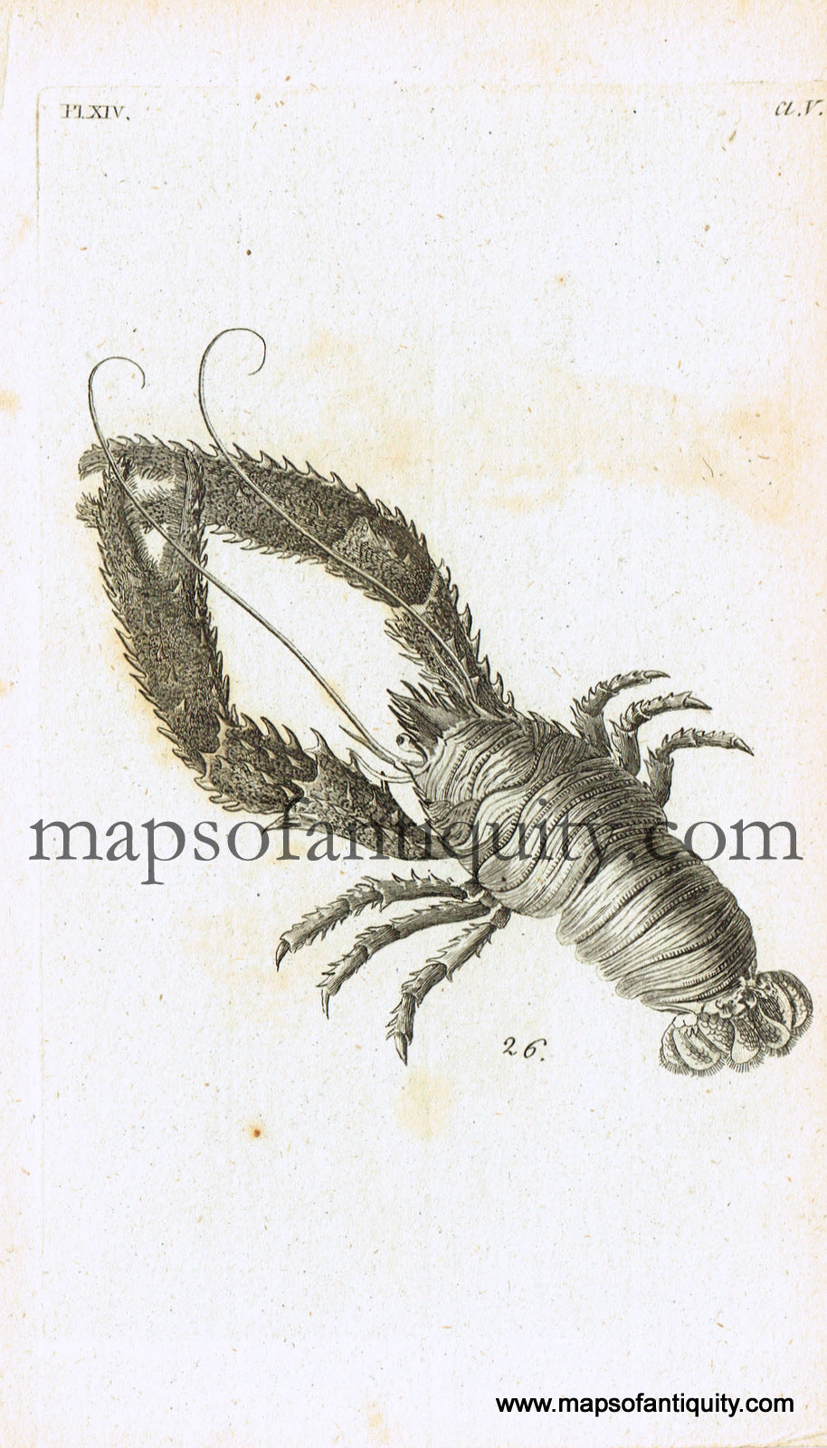 Antique-Black-and-White-Engraved-Illustration-Spiny-Lobster-Antique-Prints-Natural-History-Sea-Shells-c.-1760--Maps-Of-Antiquity