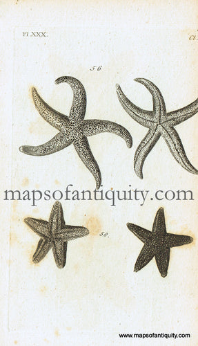 Antique-Black-and-White-Engraved-Illustration-Starfish-Antique-Prints-Natural-History-Sea-Shells-c.-1760--Maps-Of-Antiquity