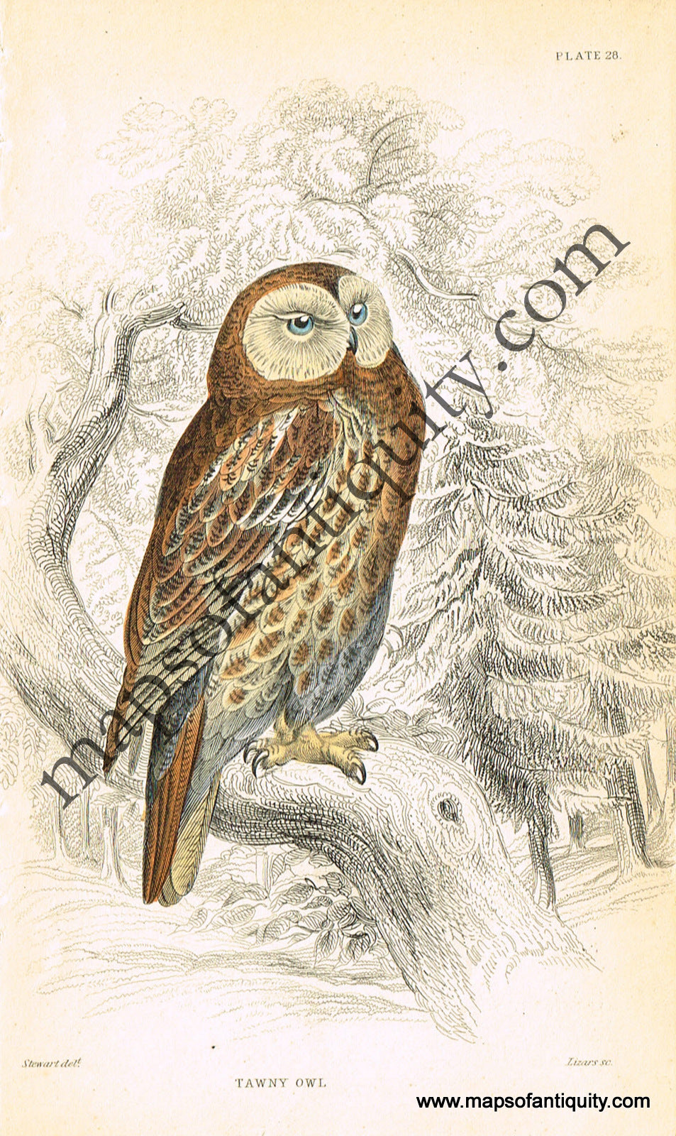 Antique-Hand-Colored-Engraved-Illustration-Tawny-Owl-Antique-Prints-Natural-History-Birds-1834-Jardine-Maps-Of-Antiquity
