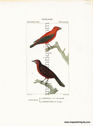 Antique-Hand-Colored-Engraved-Illustration-Tangaras-(Cardinals-&-Ramphocele)-Antique-Prints-Natural-History-Birds-c.-1820-Turpin-Maps-Of-Antiquity