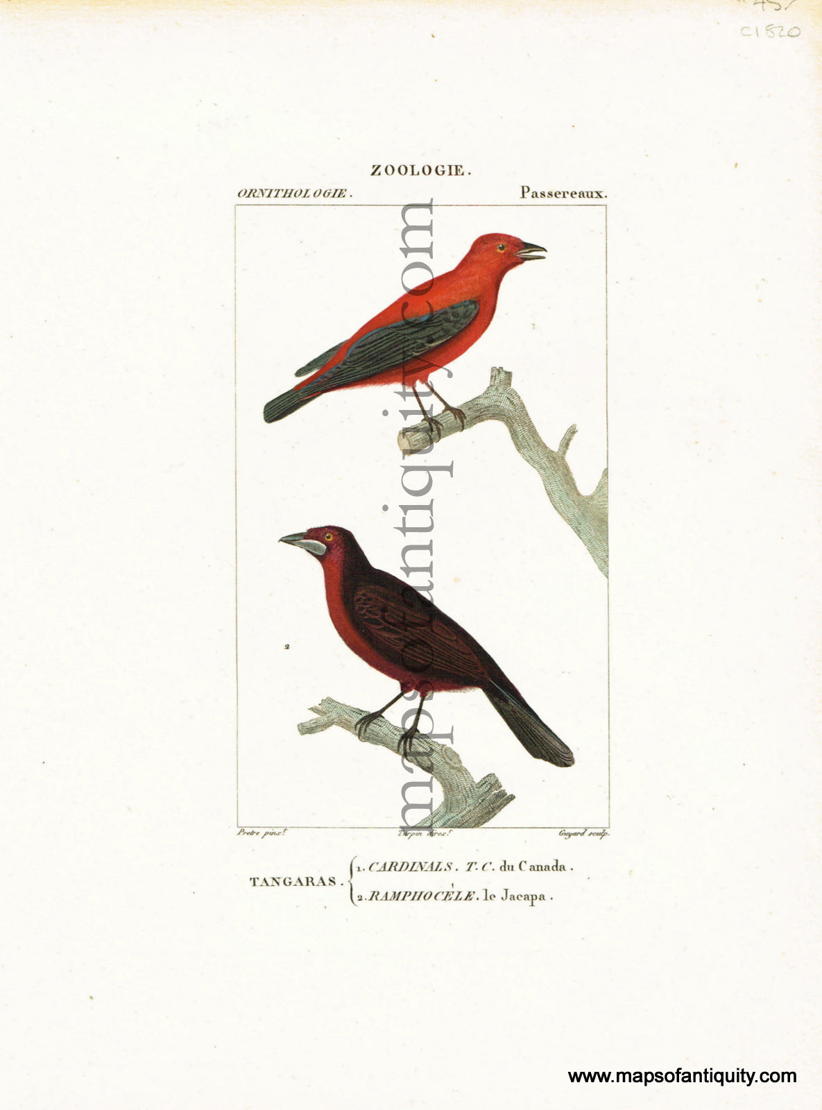 Antique-Hand-Colored-Engraved-Illustration-Tangaras-(Cardinals-&-Ramphocele)-Antique-Prints-Natural-History-Birds-c.-1820-Turpin-Maps-Of-Antiquity