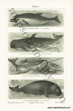 Load image into Gallery viewer, Antique-Black-and-White-Print-Wale-I.-&amp;-Wale-II.-Antique-Prints-Natural-History-c.-1880s-Unknown-Maps-Of-Antiquity

