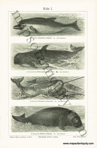 Antique-Black-and-White-Print-Wale-I.-&-Wale-II.-Antique-Prints-Natural-History-c.-1880s-Unknown-Maps-Of-Antiquity