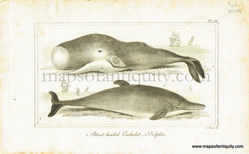 Antique-Black-and-White-Print-Blunt-Headed-Cachalot-Whale-and-Dolphin-Antique-Prints-Natural-History-c.-1820s-Kearny-Maps-Of-Antiquity