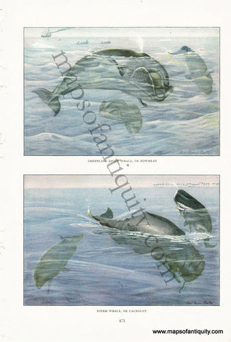 Antique-Chromolithograph-Print-Greenland-Right-Whale-or-Bowhead-&-Sperm-Whale-or-Cachalot-Antique-Prints-Natural-History-c.-1910-Fuertes-Maps-Of-Antiquity