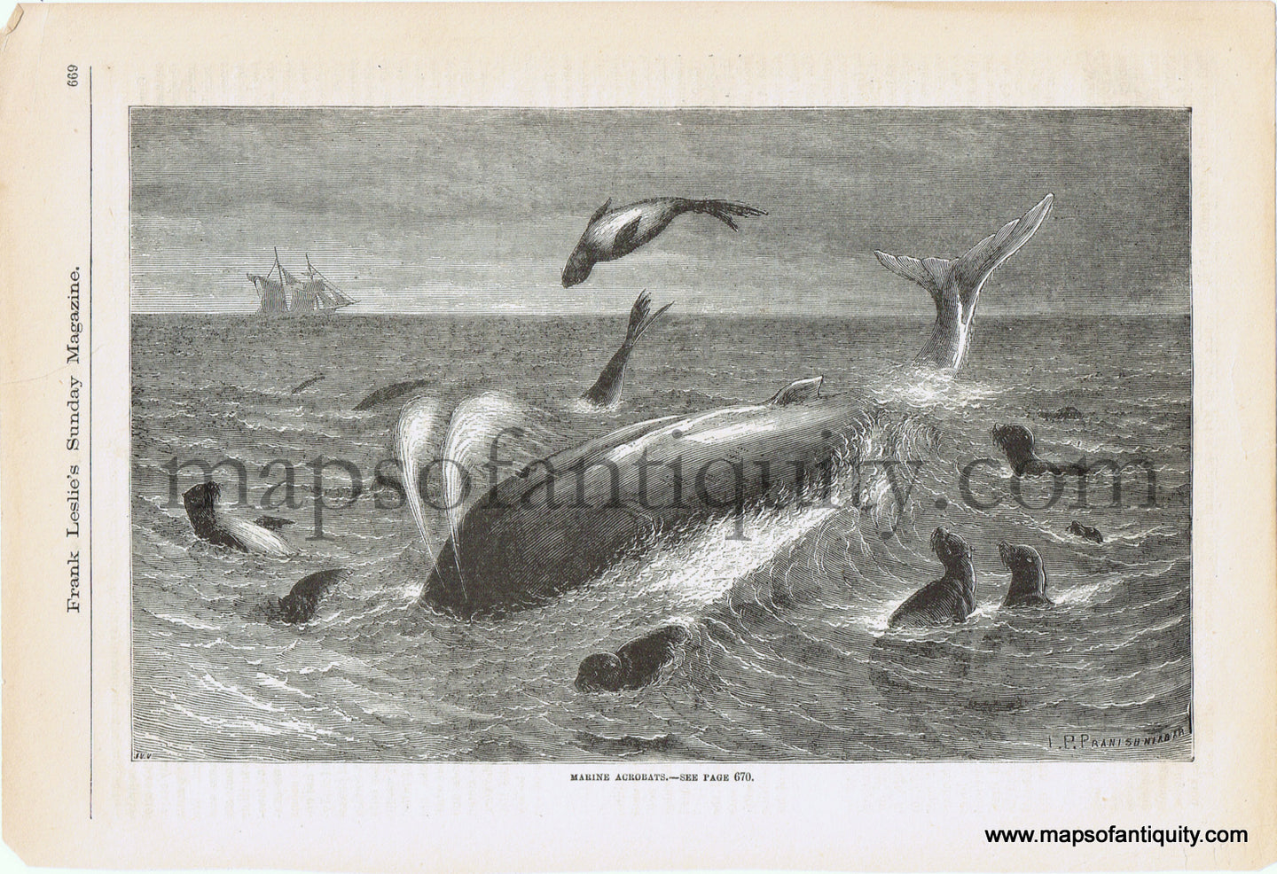 Antique-Black-and-White-Print-Marine-Acrobats-Antique-Prints-Natural-History-c.-1877-Frank-Leslie's-Sunday-Magazine-Maps-Of-Antiquity