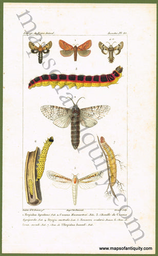 Antique-Hand-Colored-Engraved-Illustration-Moths-and-Caterpillars-Natural-History-Prints-Insects-c.-1829-Guerin-Meneville-Cuvier-Maps-Of-Antiquity