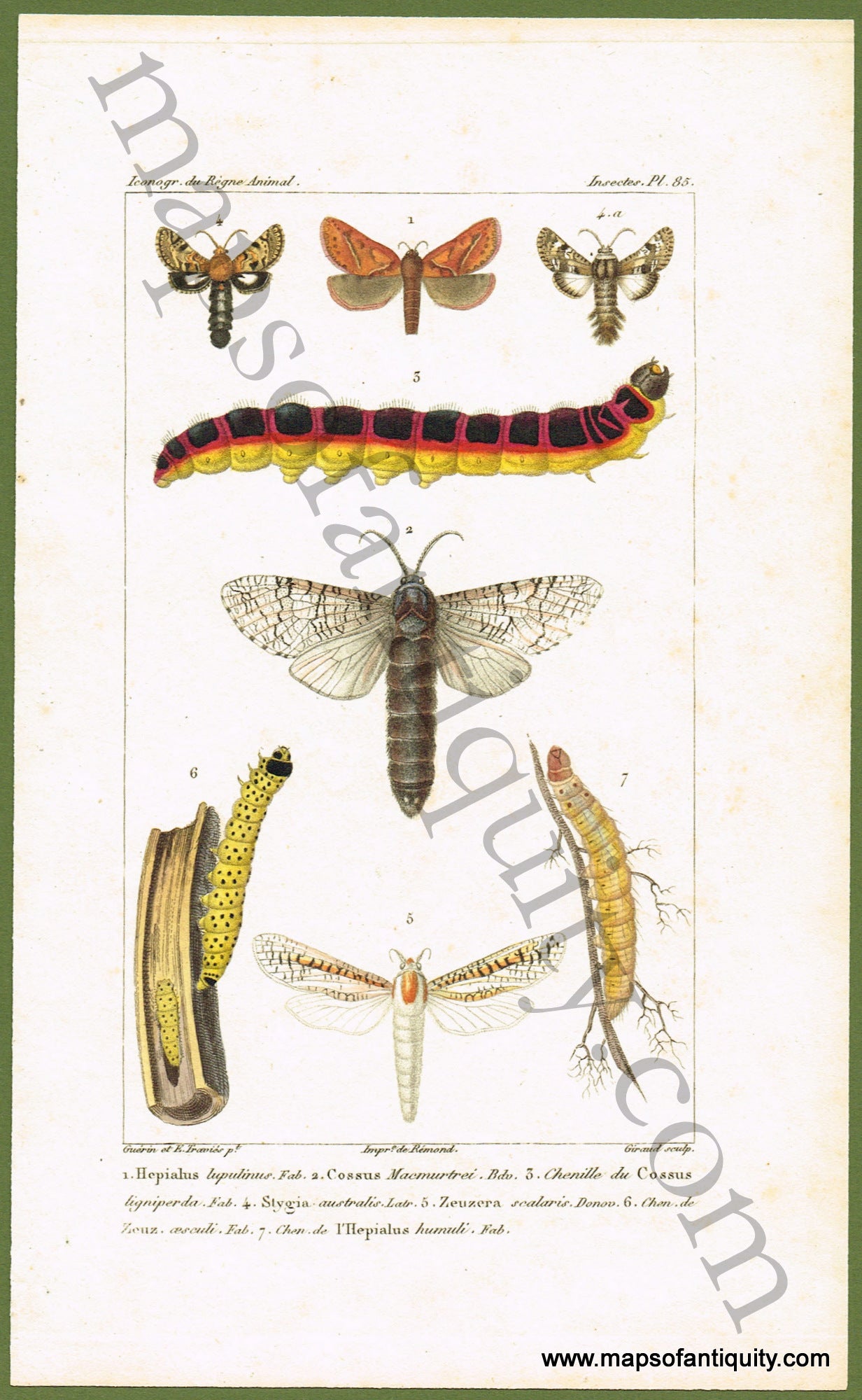 Antique-Hand-Colored-Engraved-Illustration-Moths-and-Caterpillars-Natural-History-Prints-Insects-c.-1829-Guerin-Meneville-Cuvier-Maps-Of-Antiquity
