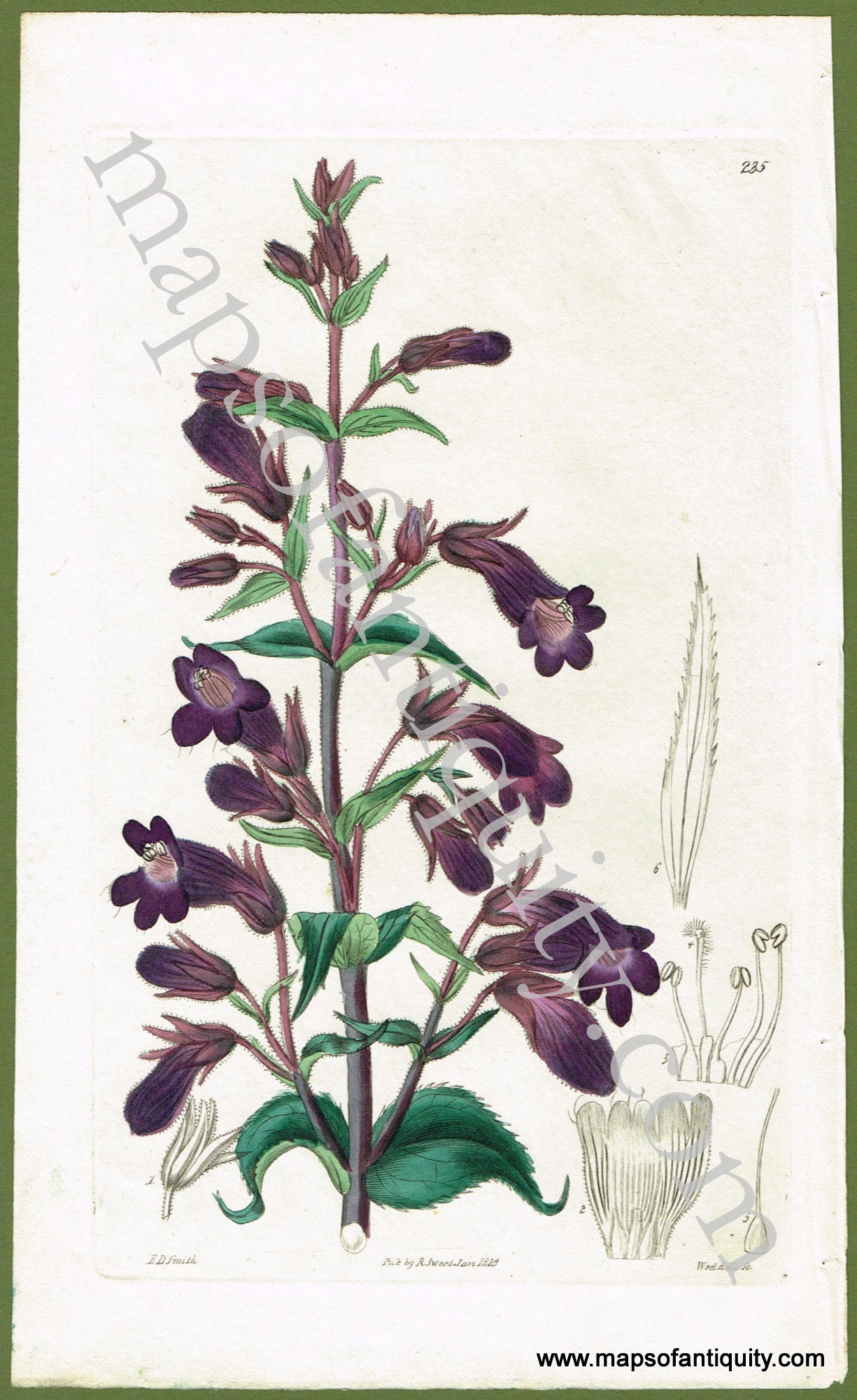 Antique-Hand-Colored-Engraved-Illustration-Chelone-atropurpurea-(Dark-Purple-Chelone)-Natural-History-Prints-Botanical-1828-R.-Sweet/Weddell-Maps-Of-Antiquity
