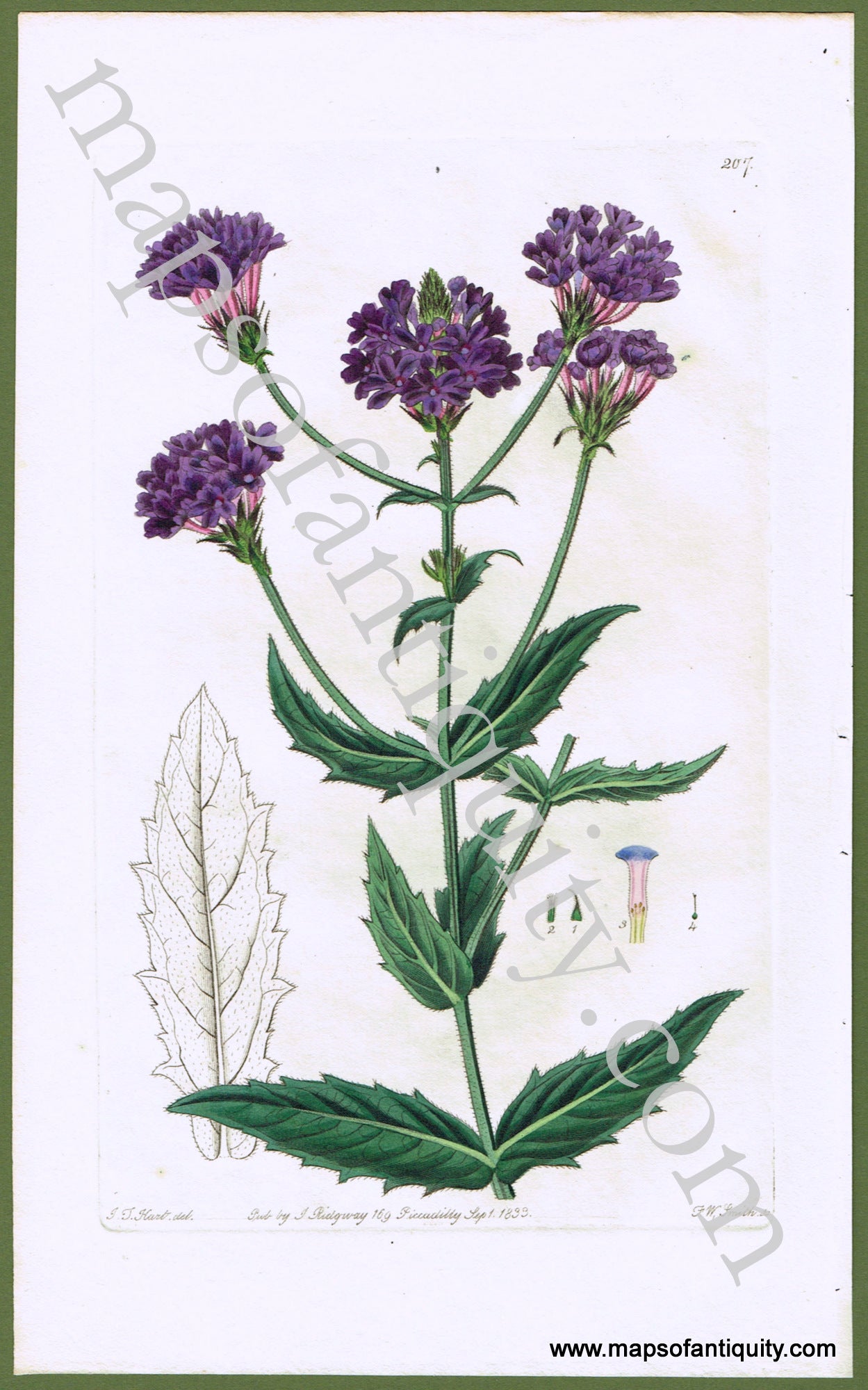 Antique-Hand-Colored-Engraved-Illustration-Verbena-venosa-(Veiny-leaved-Vervain)-Natural-History-Prints-Botanical-1833-Smith/Ridgway-Maps-Of-Antiquity
