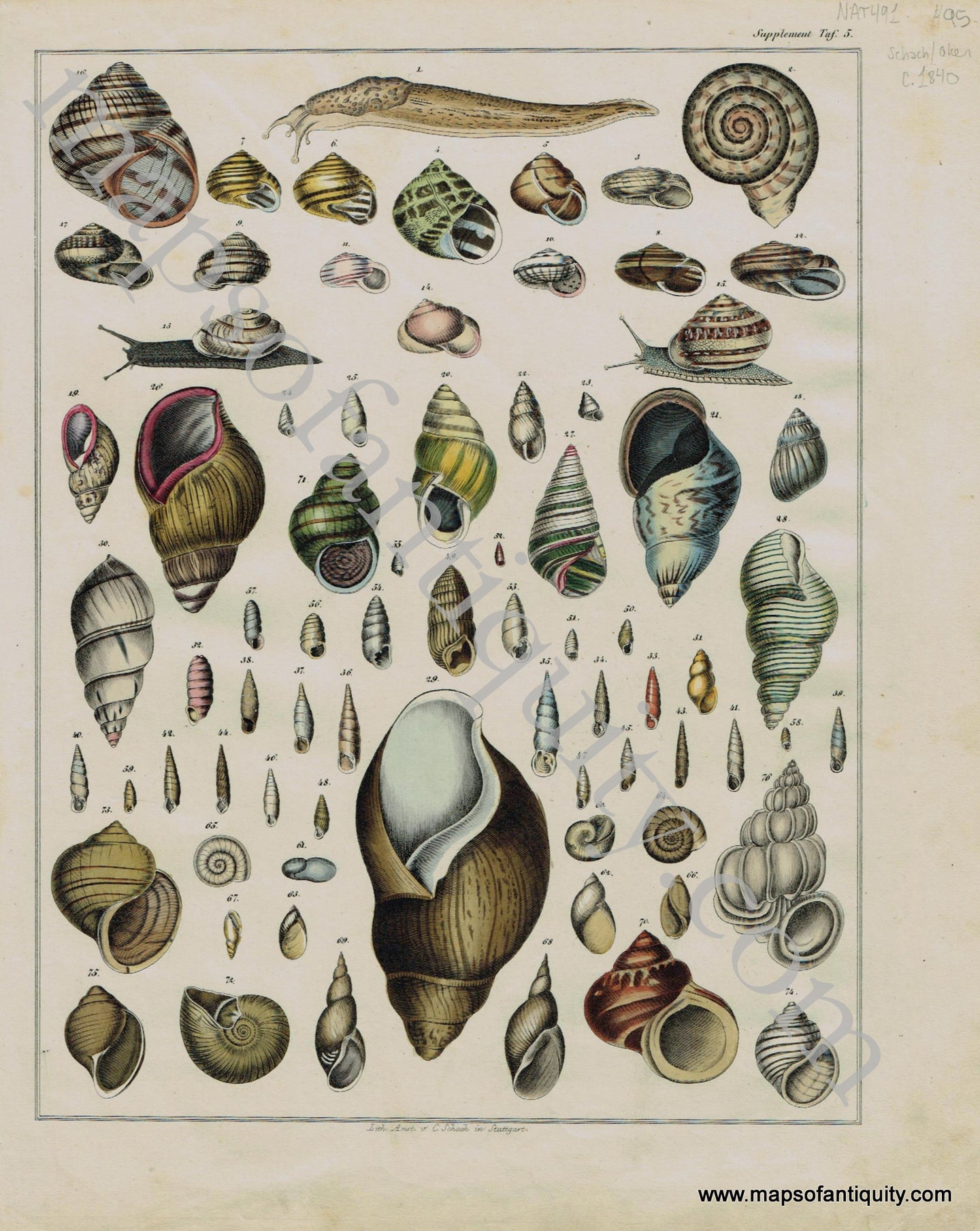 Antique-Print-Prints-Engraved-Engravings-Illustration-Illustrated-Shell-Seashells-Seashell-Sea-Shells-Snail-Snails-Slug-Slugs-Natural-History-Schnapper-Oken-Oken-Schach-1840s-1800s-Early-Mid-19th-Century-Maps-of-Antiquity
