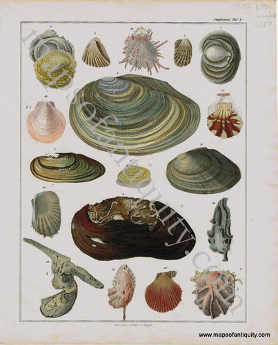 Antique-Print-Prints-Engraved-Engravings-Illustration-Illustrated-Shell-Seashells-Seashell-Sea-Shells-Marine-Aquatic-Life-Natural-History-Schnapper-Oken-Schach-1840s-1800s-Early-Mid-19th-Century-Maps-of-Antiquity