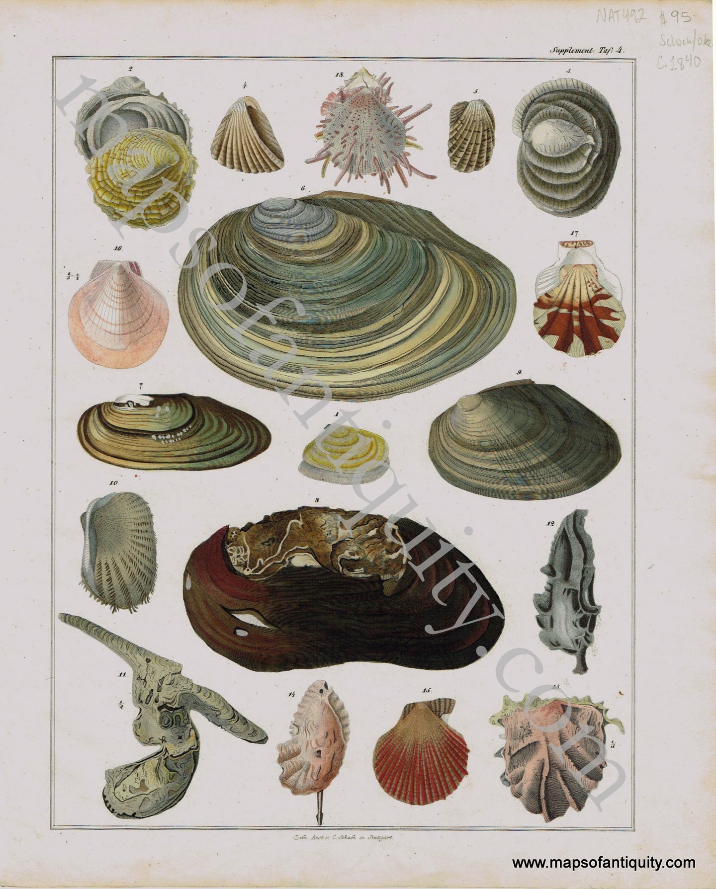 Antique-Print-Prints-Engraved-Engravings-Illustration-Illustrated-Shell-Seashells-Seashell-Sea-Shells-Marine-Aquatic-Life-Natural-History-Schnapper-Oken-Schach-1840s-1800s-Early-Mid-19th-Century-Maps-of-Antiquity