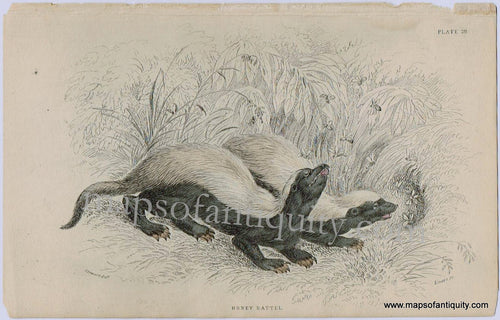 Antique-Print-Prints-Illustration-Illustrated-Plate-29-Honey-Rattel-Badger-Ratel-William-Jardine-Jardine's-Natural-History-of-Bees-Animals-1840s-1800s-Early-Mid-19th-Century-Natural-HistoryMaps-of-Antiquity