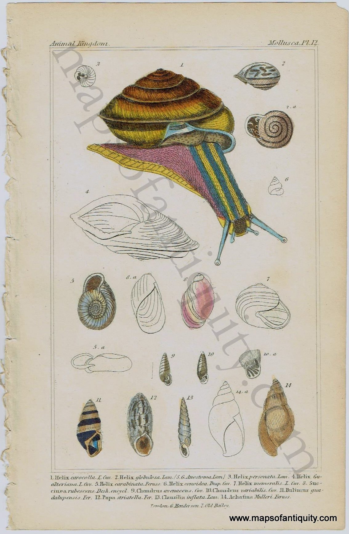 Antique-Print-Prints-Illustration-Illustrated-Animal-Kingdom-Mollusca-Pl.-12-Snails-Snail-Shell-Shells-Early-Mid-19th-Century-Natural-History-Maps-of-Antiquity