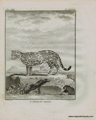 Antique-Early-Print-Prints-Engraved-Engraving-Illustration-Illustrated-L'Ocelot-Male-Ocelot-Ocelots-Big-Cats-Wild-Cat-Natural-History-Buffon-Schneider-1780s-1700s-Late-16th-Century-Maps-of-Antiquity