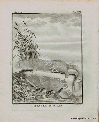 Antique-Early-Print-Prints-Engraved-Engraving-Illustration-Illustrated-Une-Loutre-de-Canada-Otter-Otters-Natural-History-Buffon-Schneider-1780s-1700s-Late-16th-Century-Maps-of-Antiquity