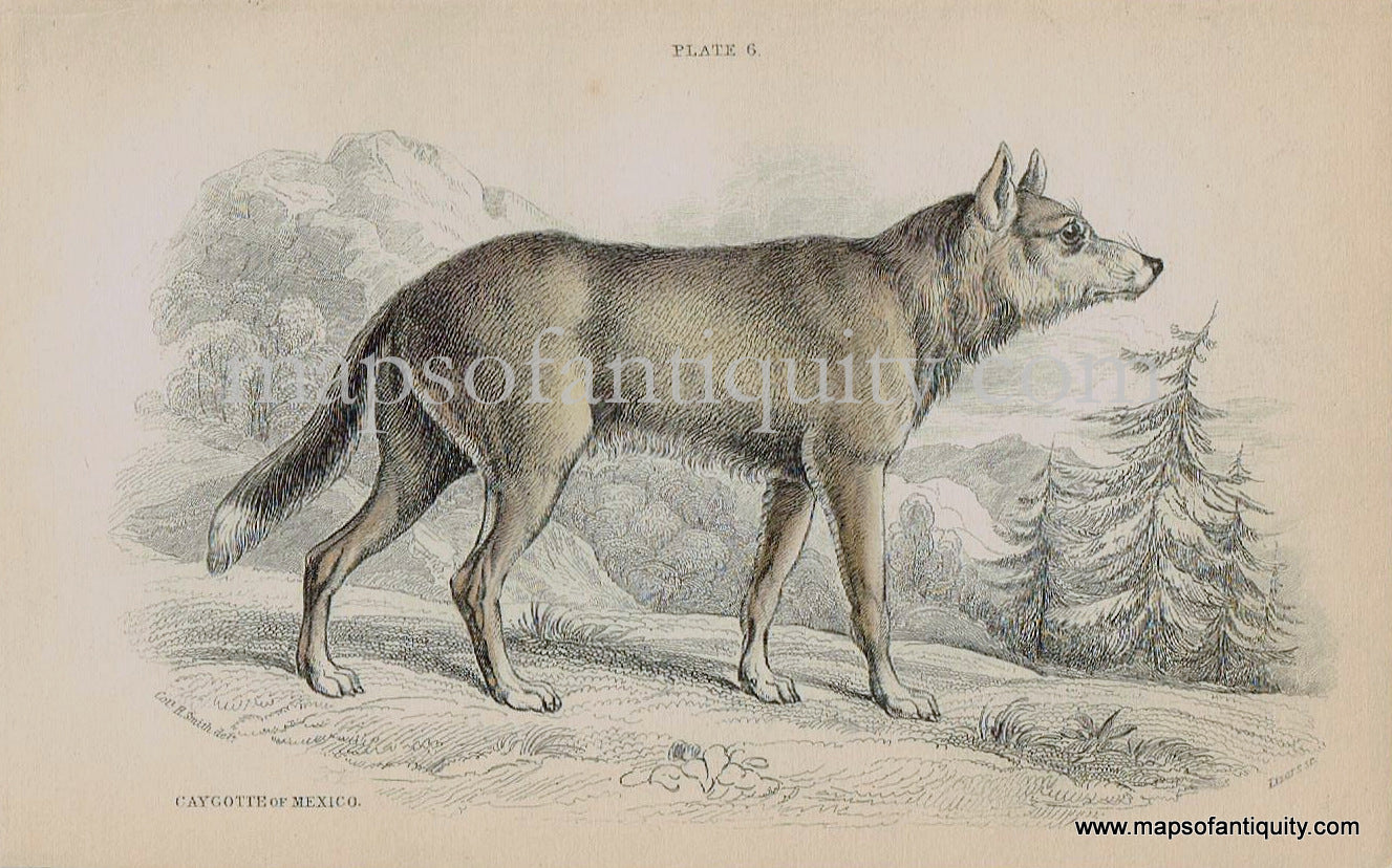Antique-Print-Prints-Illustration-Illustrated-Plate-6-Caygotte-of-Mexico-Coyote-Coyotes-William-Jardine-Jardine's-Naturalist's-Library-Natural-History-Animals-1840s-1800s-Early-Mid-19th-Century-Maps-of-Antiquity