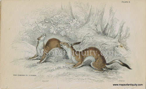 Antique-Print-Prints-Illustration-Illustrated-Plate-11-The-Ermine-in-Summer-Stoat-Stoats-Short-Tailed-Weasel-Weasels-William-Jardine-Jardine's-Naturalist's-Library-Natural-History-Animals-1840s-1800s-Early-Mid-19th-Century-Maps-of-Antiquity
