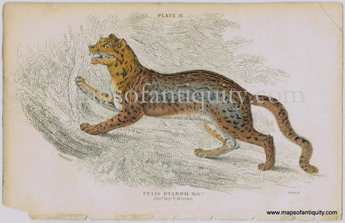 Antique-Print-Prints-Illustration-Illustrated-Plate-21-Felis-Diardii-Male-Male-Sunda-clouded-leopard-Sundaland-clouded-leopards-William-Jardine-Jardine's-Naturalist's-Library-Natural-History-Animals-1840s-1800s-Early-Mid-19th-Century-Maps-of-Antiquity