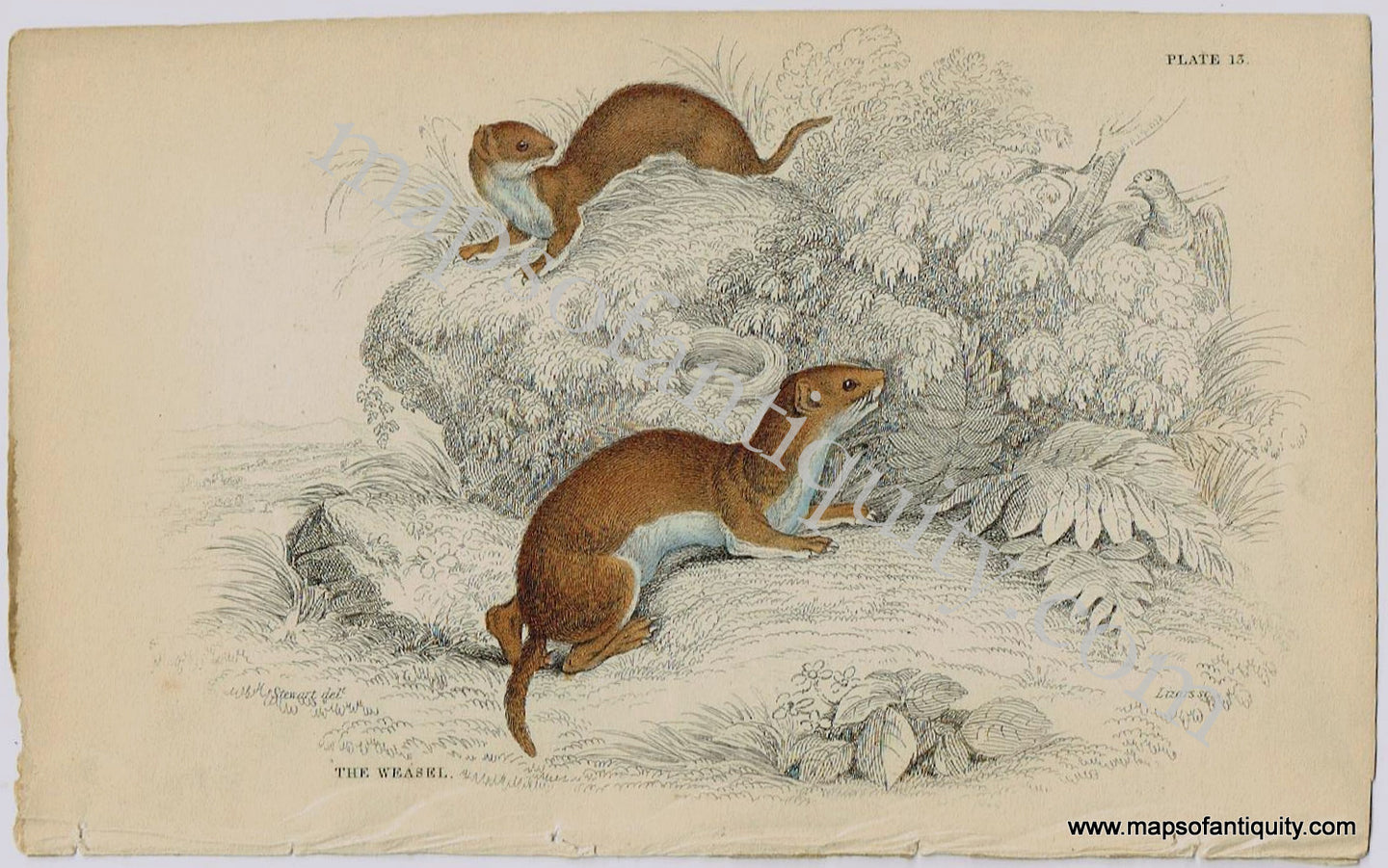 Antique-Print-Prints-Illustration-Illustrated-Plate-15-The-Weasel-weasels-William-Jardine-Jardine's-Naturalist's-Library-Natural-History-Animals-1840s-1800s-Early-Mid-19th-Century-Maps-of-Antiquity