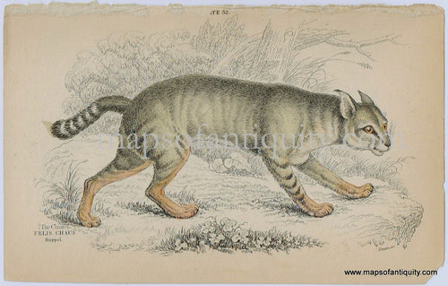 Antique-Print-Prints-Illustration-Illustrated-Plate-32-The-Chaus-Felis-Chaus-Ruppel.-Ruppel-Jungle-Cat-Reed-Cats-Swamp-Cat-William-Jardine-Jardine's-Naturalist's-Library-Natural-History-Animals-1840s-1800s-Early-Mid-19th-Century-Maps-of-Antiquity