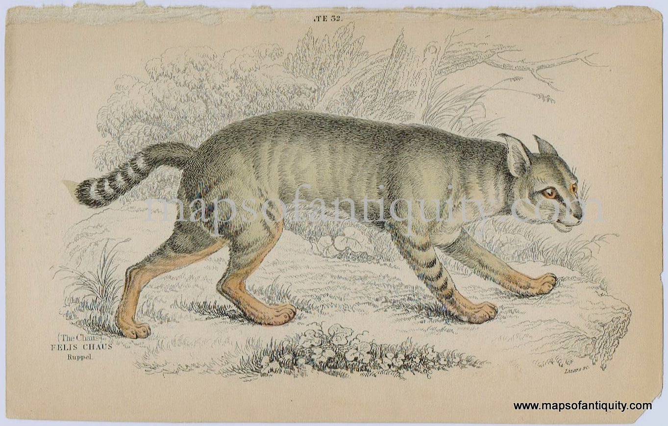 Antique-Print-Prints-Illustration-Illustrated-Plate-32-The-Chaus-Felis-Chaus-Ruppel.-Ruppel-Jungle-Cat-Reed-Cats-Swamp-Cat-William-Jardine-Jardine's-Naturalist's-Library-Natural-History-Animals-1840s-1800s-Early-Mid-19th-Century-Maps-of-Antiquity