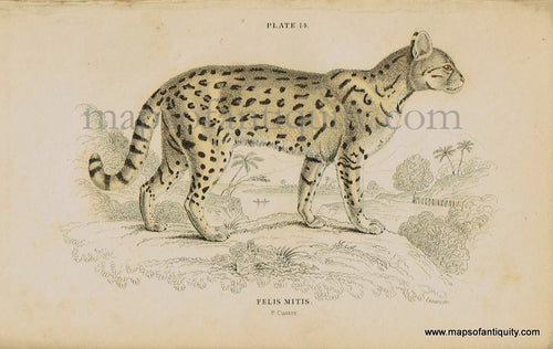 Antique-Print-Prints-Illustration-Illustrated-Plate-14-Felis-Mitis-small-South-American-Tiger-Cat-Cats-William-Jardine-Jardine's-Naturalist's-Library-Natural-History-Animals-1840s-1800s-Early-Mid-19th-Century-Maps-of-Antiquity