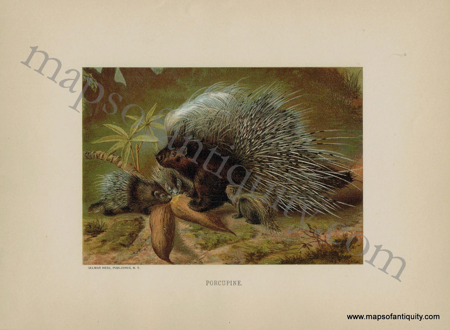 Antique-Print-Prints-Illustration-Illustrated-Lithographs-Porcupine-Porcupines-Selmar-Hess-Louis-Prang-Printed-Color-Chromolithograph-Chromolithographs-Lithograph-Natural-History-Animals-1880s-1800s-Late-19th-Century-Maps-of-Antiquity