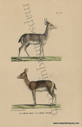 Antique-Print-Prints-Illustration-Illustrated-Le-Ritbok-Male-Le-Ritbok-Femelle-Pl.-375-Grey-Rhebok-Rheboks-Rhebuck-Rhebucks-Natural-History-Animals-1830s-1800s-Early-Mid-19th-Century-Maps-of-Antiquity