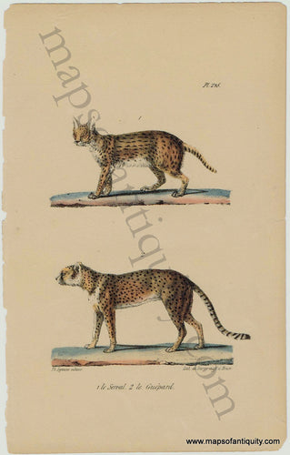 Antique-Print-Prints-Illustration-Illustrated-Natural-History-Animals-Le-Serval-Le-Guepard-Pl.-218-Servals-Big-Wild-Cat-Cats-Cheetah-Cheetahs-1830s-1800s-Early-Mid-19th-Century-Maps-of-Antiquity