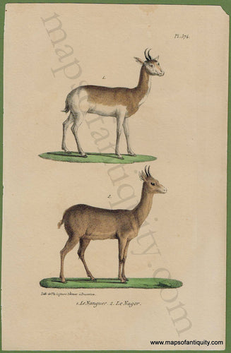 Antique-Print-Prints-Illustration-Illustrated-Natural-History-Animals-Le-Nanguer-Le-Nagor-Pl.-374-Antelope-Gazelle-Gazelles-1830s-1800s-Early-Mid-19th-Century-Maps-of-Antiquity