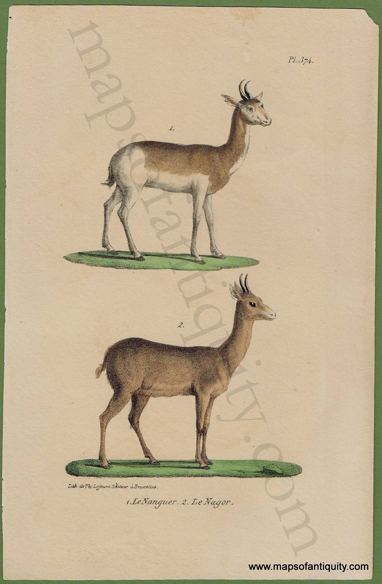 Antique-Print-Prints-Illustration-Illustrated-Natural-History-Animals-Le-Nanguer-Le-Nagor-Pl.-374-Antelope-Gazelle-Gazelles-1830s-1800s-Early-Mid-19th-Century-Maps-of-Antiquity