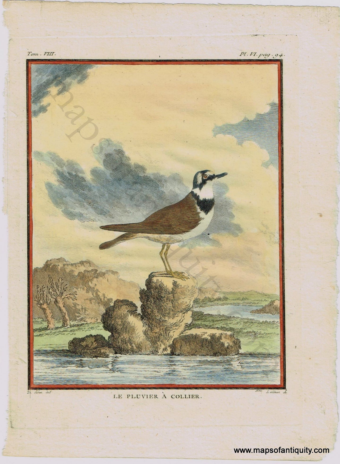 Antique-Print-Prints-Engraved-Engravings-Illustrated-Illustrations-Hand-Colored-Coloring-Natural-History-Bird-Birds-Birding-Common-Ringed-Plover-Buffon-1780-1780s-1700s-Late-18th-Century-Maps-of-Antiquity