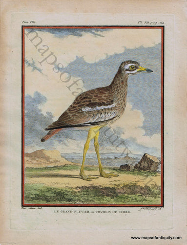 Antique-Print-Prints-Engraved-Engravings-Illustrated-Illustrations-Hand-Colored-Coloring-Natural-History-Bird-Birds-Birding-Great-Stone-Plover-Thick-Knee-Curlew-Buffon-1780-1780s-1700s-Late-18th-Century-Maps-of-Antiquity