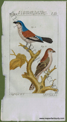 Antique-Print-Prints-Engraved-Engravings-Illustrated-Illustrations-Hand-Colored-Coloring-Natural-History-Bird-Birds-Birding-Buffon-1790s-1700s-Late-18th-Century-Maps-of-Antiquity