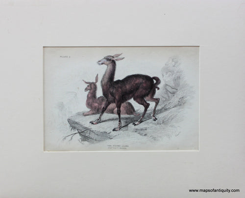 Antique-Print-Prints-Illustrated-Illustration-Engraved-Engraving-The-Brown-Llama-llamas-Plate-2-Jardine-The-Naturalist's-Library-1833-1834-1830s-1800s-Early-Mid-19th-Century-Maps-of-Antiquity