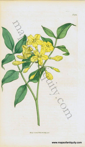 Antique-Hand-Colored-Print-Yellow-Flowers-(N.1751)-1815-Curtis-Botanical-1800s-19th-century-Maps-of-Antiquity