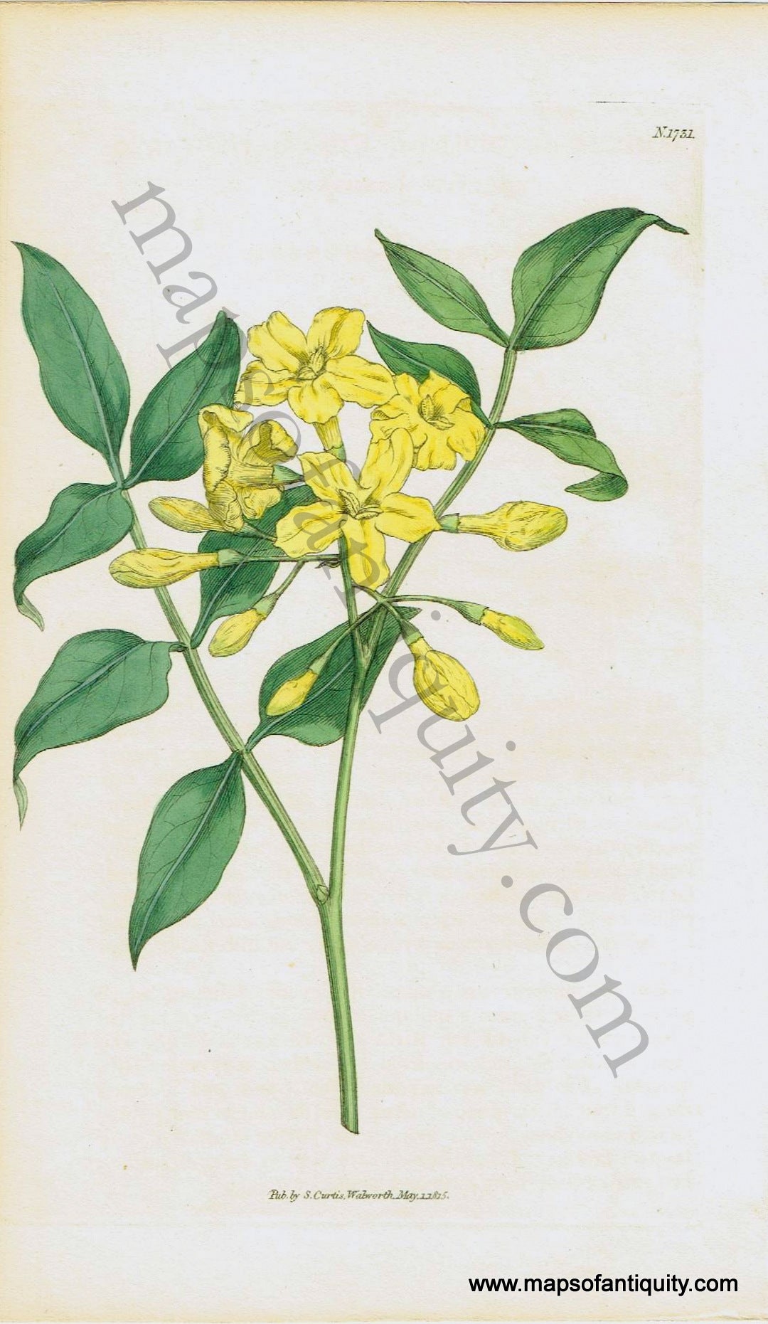 Antique-Hand-Colored-Print-Yellow-Flowers-(N.1751)-1815-Curtis-Botanical-1800s-19th-century-Maps-of-Antiquity