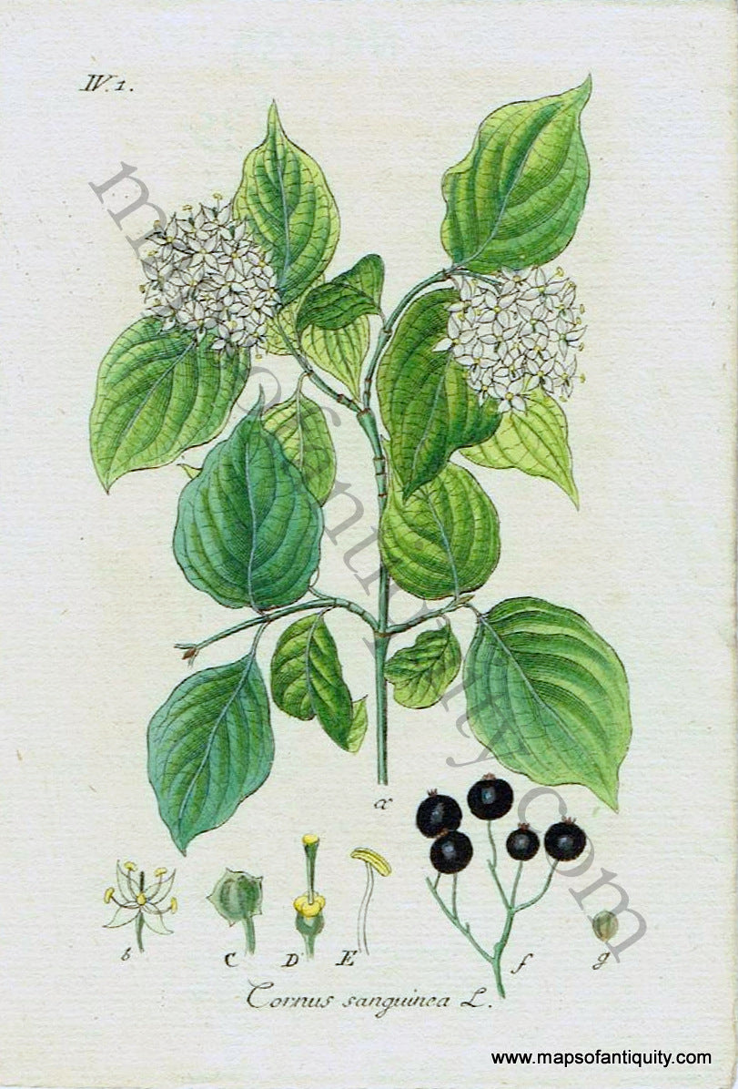 Antique-Hand-Colored-Print-Common-Dogwood-Cornus-sanguinea-L.-(IV.1.)-1828-Jacob-Sturm-Botanical-1800s-19th-century-Maps-of-Antiquity