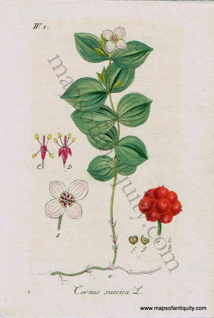 Antique-Hand-Colored-Print-Bunchberry-Dogwood-Cornus-suecica-L.-1828-Jacob-Sturm-Botanical-1800s-19th-century-Maps-of-Antiquity