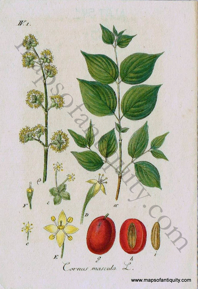 Antique-Hand-Colored-Print-Dogwood-Cornus-mascula-L.-1828-Jacob-Sturm-Botanical-1800s-19th-century-Maps-of-Antiquity