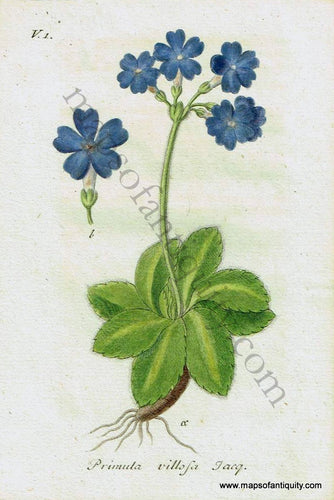 Antique-Hand-Colored-Print-Primula-Villosa-Jacq.-1828-Jacob-Sturm-Botanical-1800s-19th-century-Maps-of-Antiquity