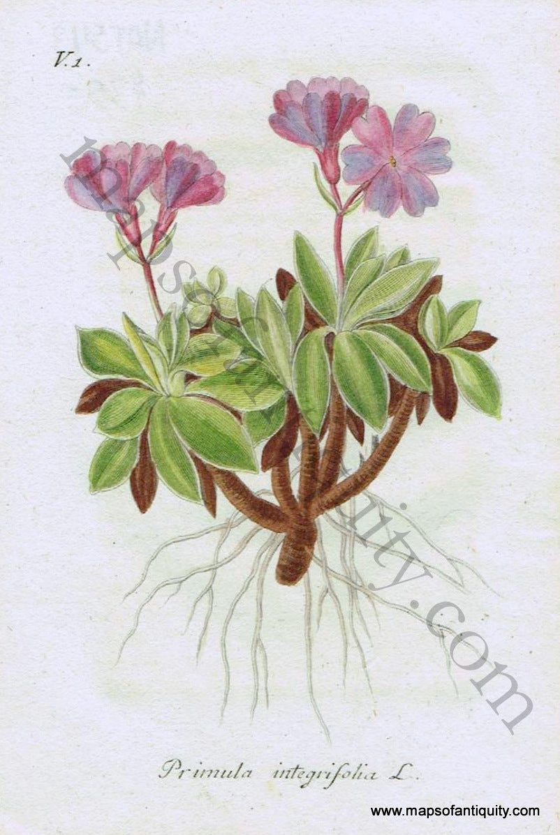 Antique-Hand-Colored-Print-Primula-integrifolia-L.-1828-Jacob-Sturm-Botanical-1800s-19th-century-Maps-of-Antiquity