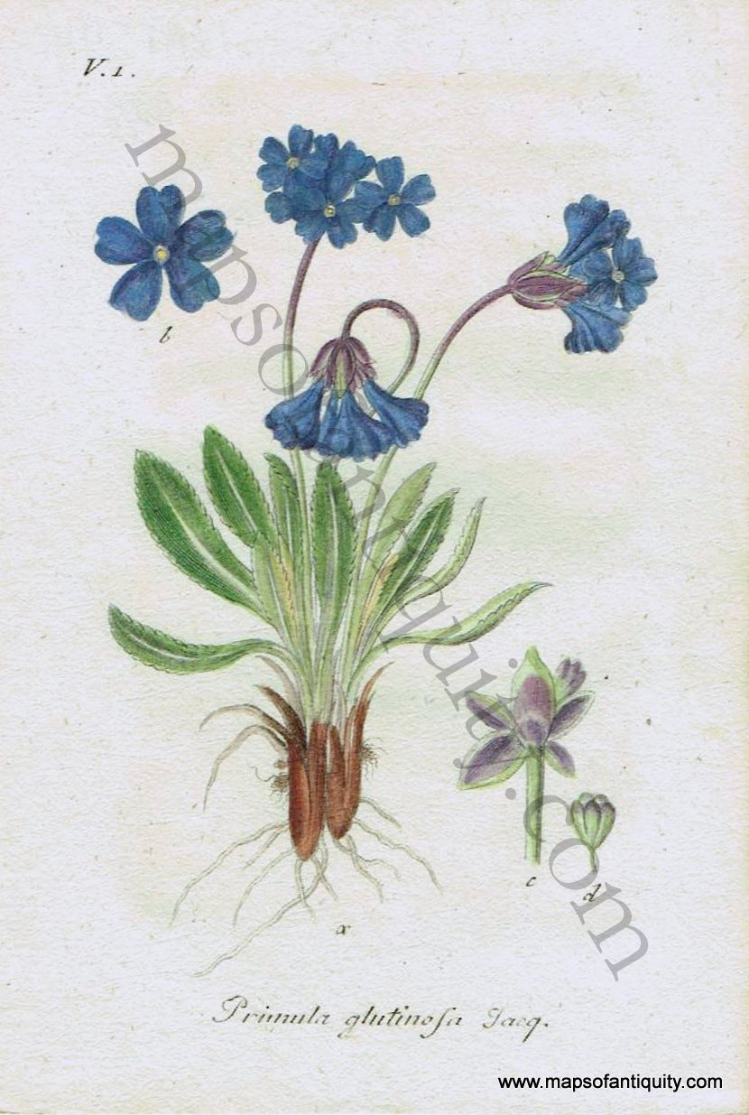 Antique-Hand-Colored-Print-Primula-glutinosa-Jacq.-1828-Jacob-Sturm-Botanical-1800s-19th-century-Maps-of-Antiquity