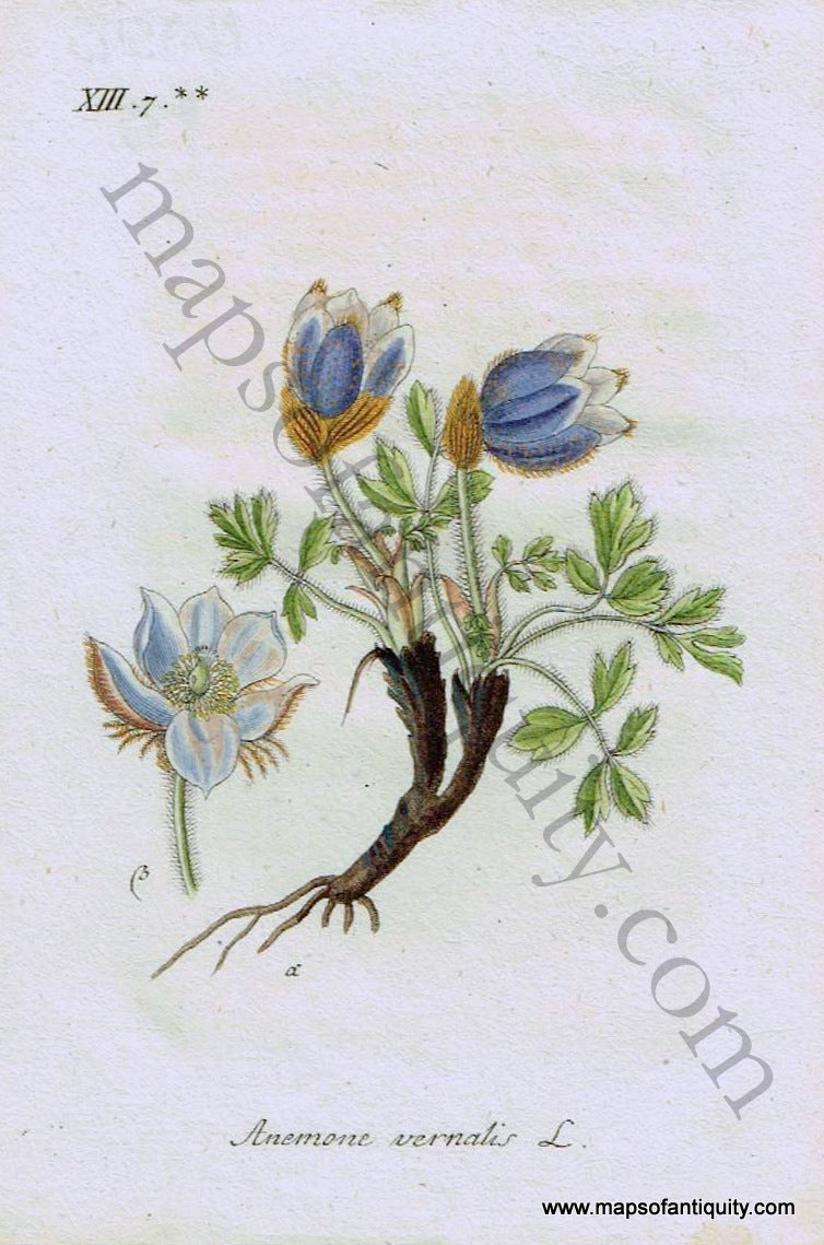 Antique-Hand-Colored-Print-Anemone-vernalis-L.-1828-Jacob-Sturm-Botanical-1800s-19th-century-Maps-of-Antiquity