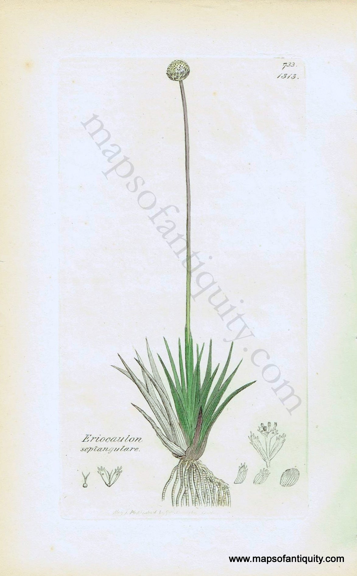 Antique-Hand-Colored-Print-Eriocaulon-septangulare-c.-1820-Sowerby-Botanical-1800s-19th-century-Maps-of-Antiquity