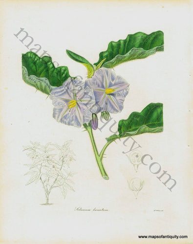 Antique-Hand-Colored-Print-Solanum-lanatum-c.-1840-Withers-Botanical-1800s-19th-century-Maps-of-Antiquity