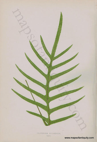 Antique-Chromoxylograph-Print-Fern-Ferns-Polypodium-billardieri-1861-1864-E.J.-Lowe-Botanical-Ferns:-British-and-Exotic-1800s-19th-century-Maps-of-Antiquity