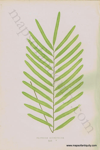 Antique-Chromoxylograph-Print-Fern-Ferns-Polypodium-diversifolium-1861-1864-E.J.-Lowe-Botanical-Ferns:-British-and-Exotic-1800s-19th-century-Maps-of-Antiquity